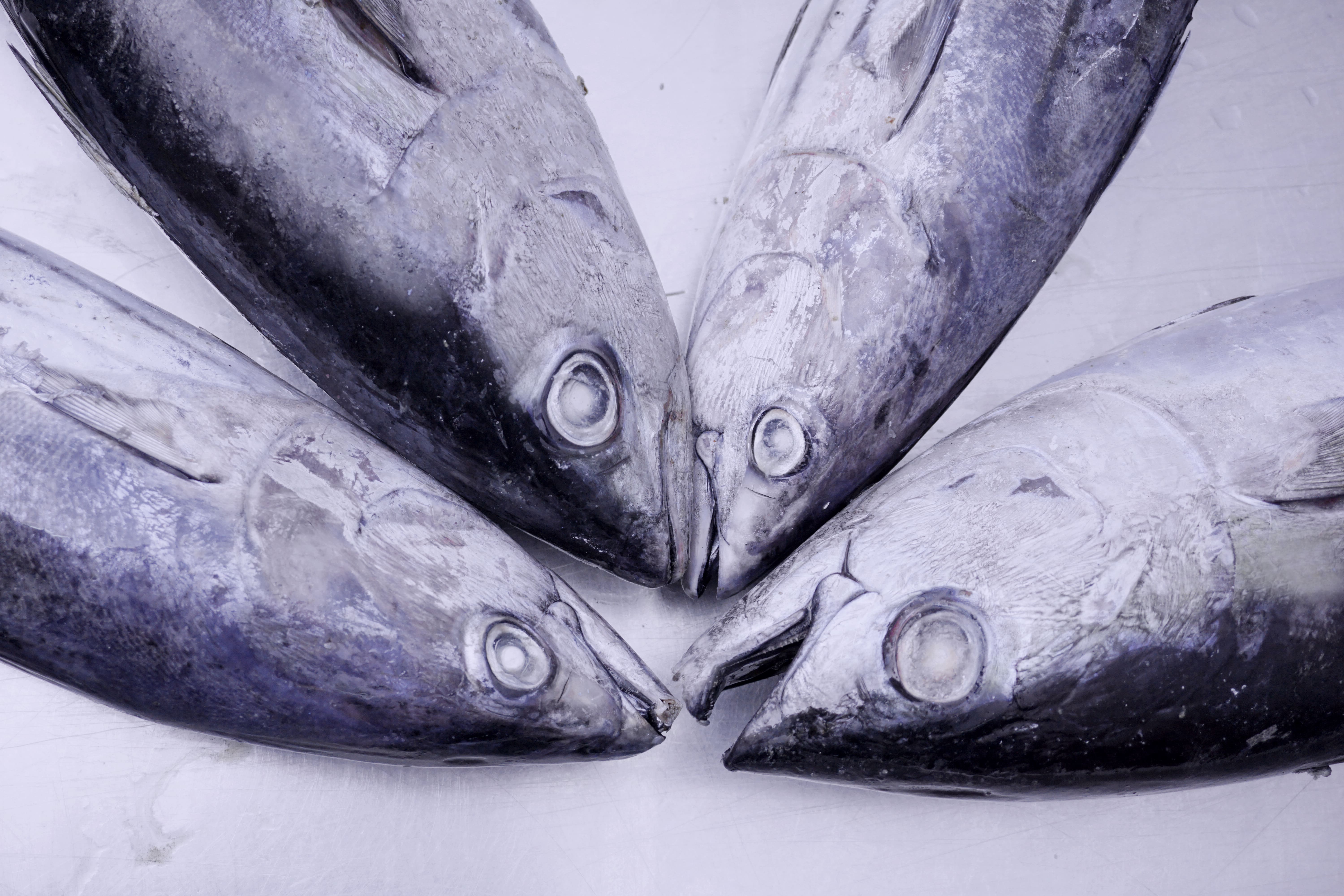 Frozen Skipjack Whole Round